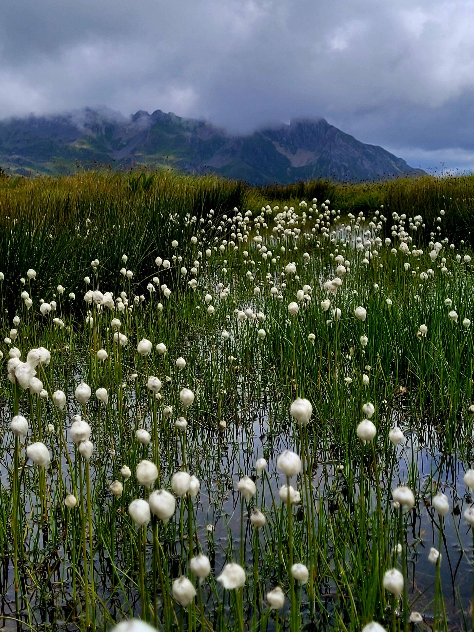 Linaigrette